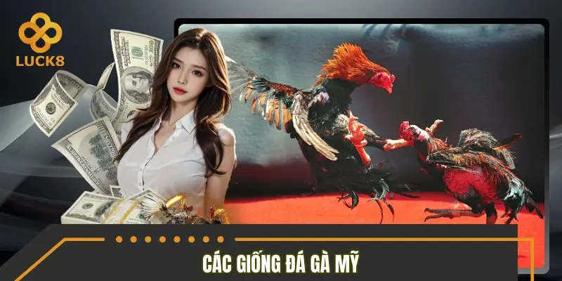 Những dòng gà Mỹ đang được quan tâm nhiều Những dòng gà Mỹ đang được quan tâm nhiều