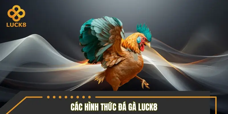 Tổng hợp những hình thức đá gà được ưa chuộng nhất 2026 Tổng hợp những hình thức đá gà được ưa chuộng nhất 2026