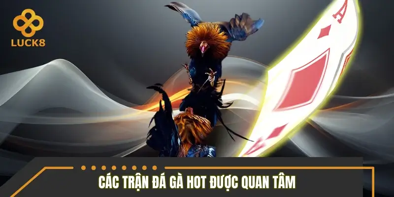 Các trận đá gà hot được quan tâm nhất 2026