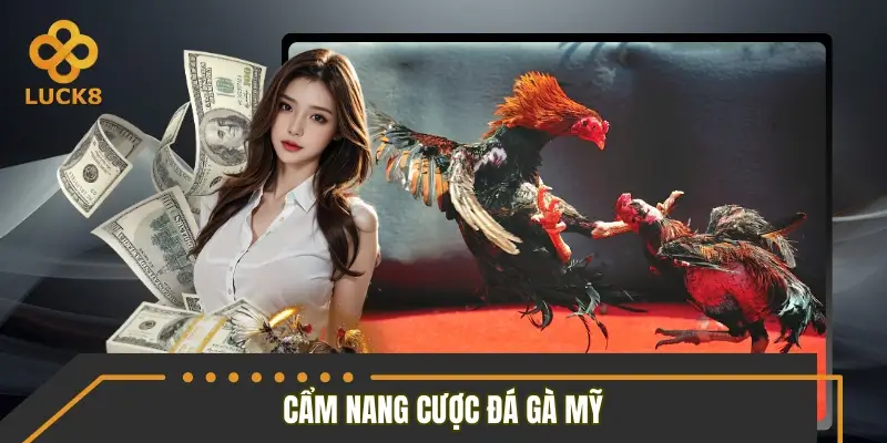 Cẩm nang cho hội viên LUCK8 khi tiếp cận đá gà Mỹ Cẩm nang cho hội viên LUCK8 khi tiếp cận đá gà Mỹ