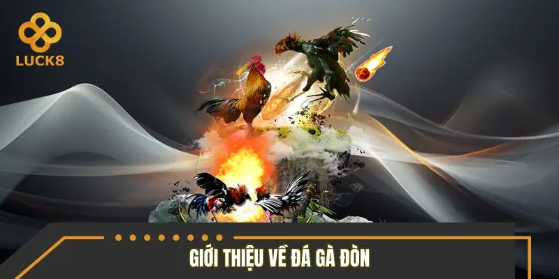 Đá gà đòn là gì? Đá gà đòn là gì?
