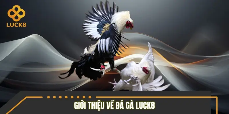 Giới thiệu sảnh đá gà LUCK8 Giới thiệu sảnh đá gà LUCK8