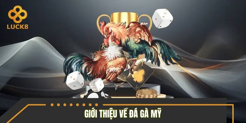 Đá gà Mỹ là gì? Đá gà Mỹ là gì?