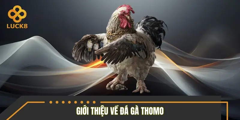 Sơ lược sảnh đá gà Thomo Sơ lược sảnh đá gà Thomo