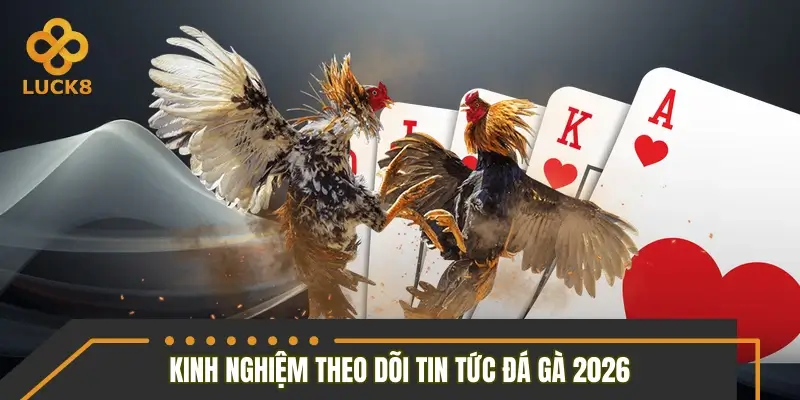 Kinh nghiệm theo dõi tin tức đá gà 2026 hiệu quả