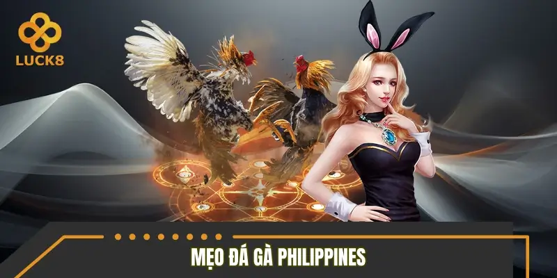 Trang bị từ A-Z mẹo đá gà Philippines hay cho tân binh Trang bị từ A-Z mẹo đá gà Philippines hay cho tân binh
