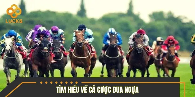 Toàn cảnh thị trường đua ngựa và cơ hội cho người chơi mới Toàn cảnh thị trường đua ngựa và cơ hội cho người chơi mới