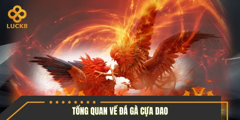 Tổng quan đá gà cựa dao Tổng quan đá gà cựa dao